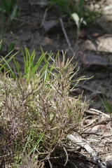 Cordylanthus rigidus