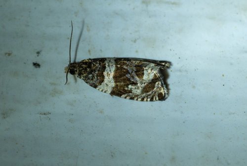 Dusky Leafroller Moth photo 4