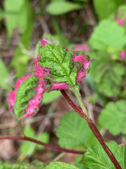 Colomerus holodisci