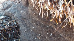 Posidonia australis