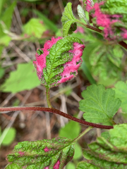 Colomerus holodisci