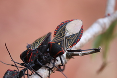 Pachylis pharaonis