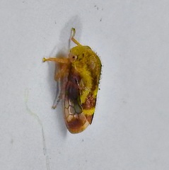 Ophiderma evelyna