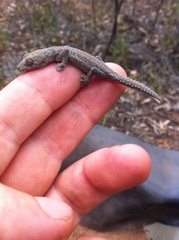 Strophurus williamsi