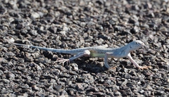 Callisaurus draconoides rhodostictus