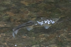 Catostomus macrocheilus