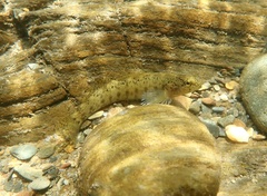 Etheostoma vulneratum