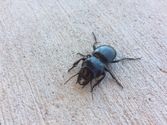 Pasimachus californicus