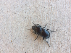 Pasimachus californicus