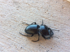 Pasimachus californicus
