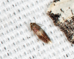 Nepticuloidea