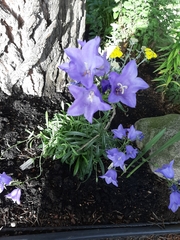 Campanula persicifolia