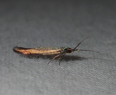 Coleophora mayrella