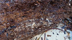 Posidonia australis