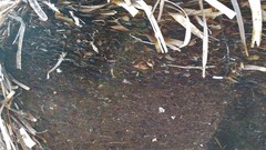 Posidonia australis