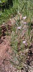 Lygodesmia juncea