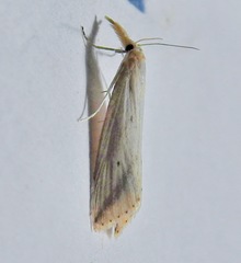 Donacaula longirostrallus