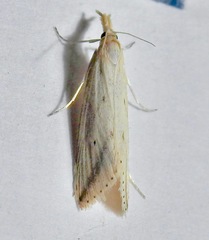 Donacaula longirostrallus