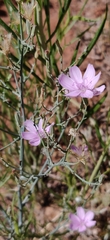 Lygodesmia juncea