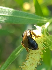 Andrena hippotes