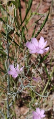 Lygodesmia juncea