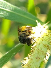 Andrena hippotes