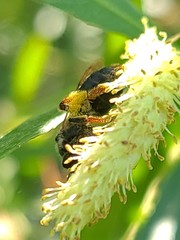 Andrena hippotes