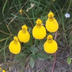 Calceolaria biflora