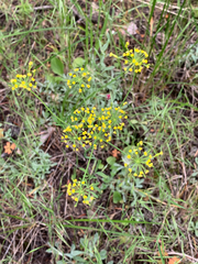 Lomatium ambiguum