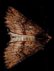 Nisista serrata