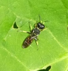 Ectemnius ruficornis