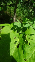 Ectemnius ruficornis