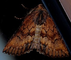 Nisista serrata