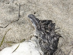 Pelecanoides urinatrix