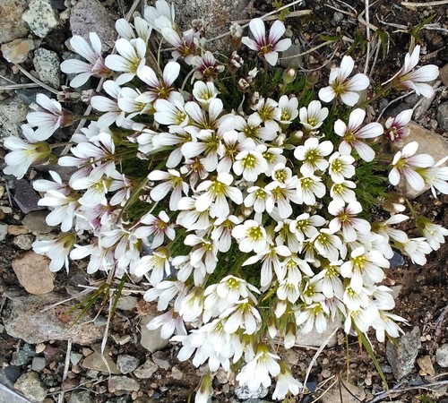 alpine sandwort