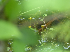 Ranunculus flabellaris