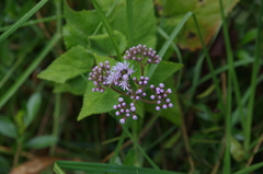 Aristeguietia lamiifolia