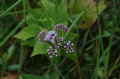 Aristeguietia lamiifolia