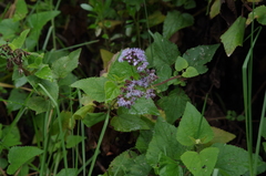 Aristeguietia lamiifolia
