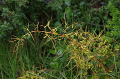 Peperomia galioides