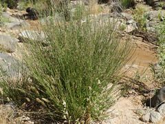 Lythrum californicum