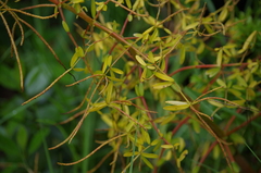 Peperomia galioides