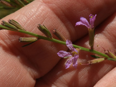 Lythrum californicum