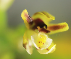 Pterostemma