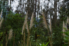 Cortaderia nitida