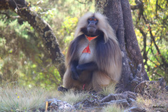 Theropithecus gelada