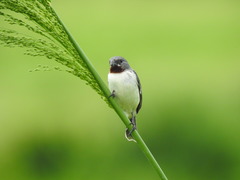 Sporophila telasco