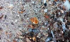 Nassarius pauperatus