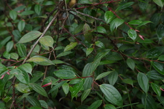 Cavendishia bracteata