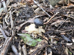 Geastrum tenuipes